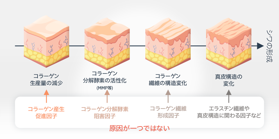 小じわは複数の段階を経て生じる変化であり、原因はひとつではない