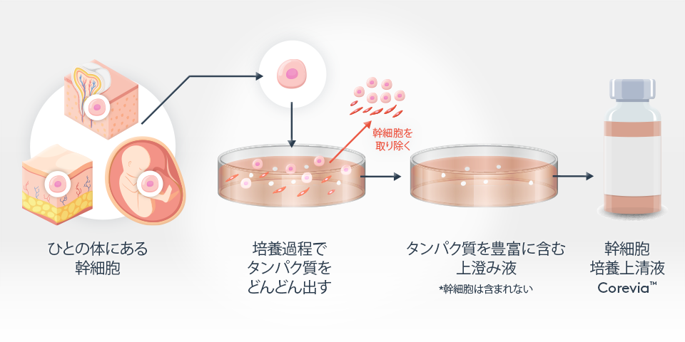 ヒト幹細胞培養上清液は、幹細胞の培養過程で得られる